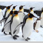 [北海道旭川] 旭山動物園~ 企鵝大遊行，冬季限定超人氣行程