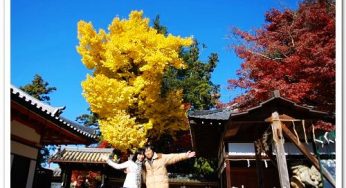 奈良東大寺~世界最大的木造建築