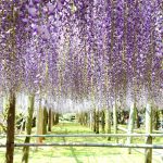 [福岡景點] 北九州河內藤園~ 夢幻的紫藤花，季節限定!