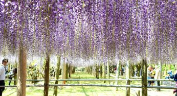 [福岡景點] 北九州河內藤園~ 夢幻的紫藤花，季節限定!