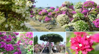 [彰化田尾] 輝豐園藝九重葛之家~ 桃紅色夢幻花園，浪漫好拍